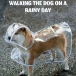 Transparent dog rain coat, 1 unit - Image 12