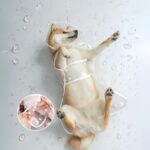 Transparent dog rain coat, 1 unit - Image 10