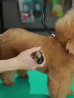 Low-noise cordless pet hair clipper with rechargeable & 4-Color, 1 unit - Image 13