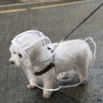Transparent dog rain coat, 1 unit - Image 14