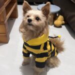 Bee design pet hoodie for small pets, 1 unit - Image 15