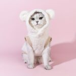 Teddy bear design pet plush hoodie for small cats and dogs, 1 unit - Image 5